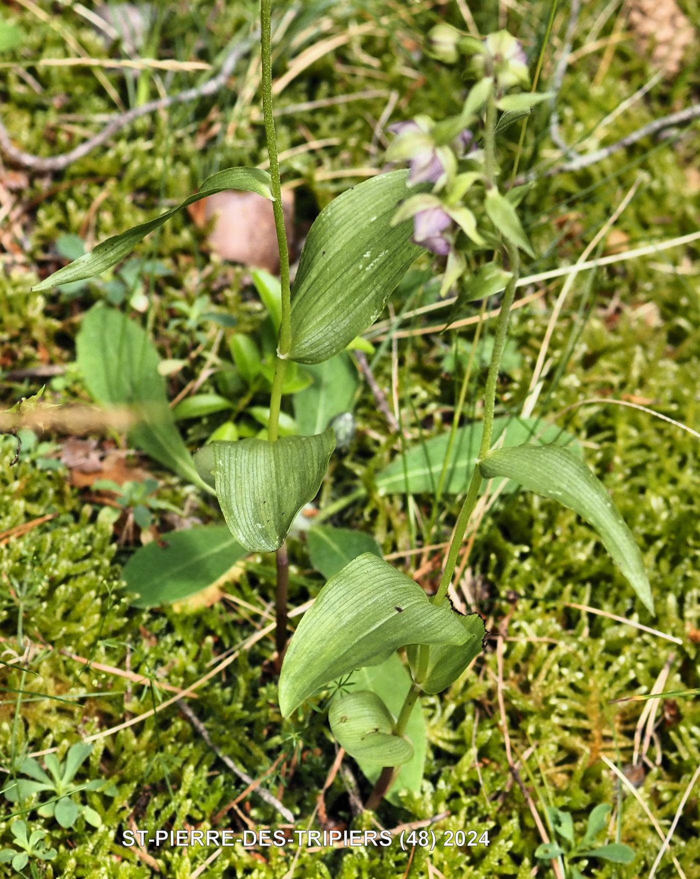 Helleborine, Outspread-leaved leaf
